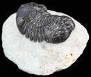Bargain Austerops Trilobite - Morocco #43505-4